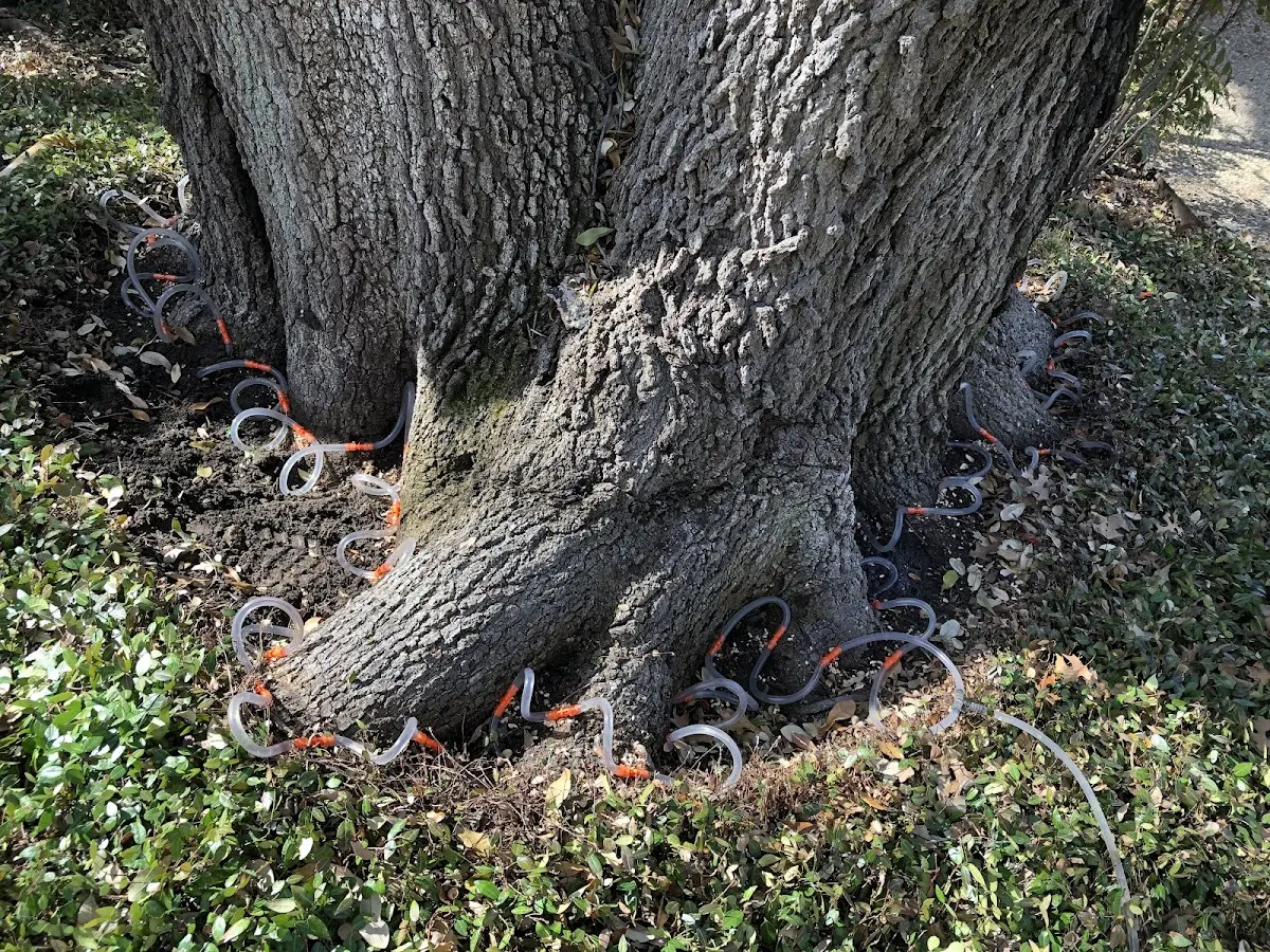 Detailed Tree Cabling and Bracing job site in Hoisington