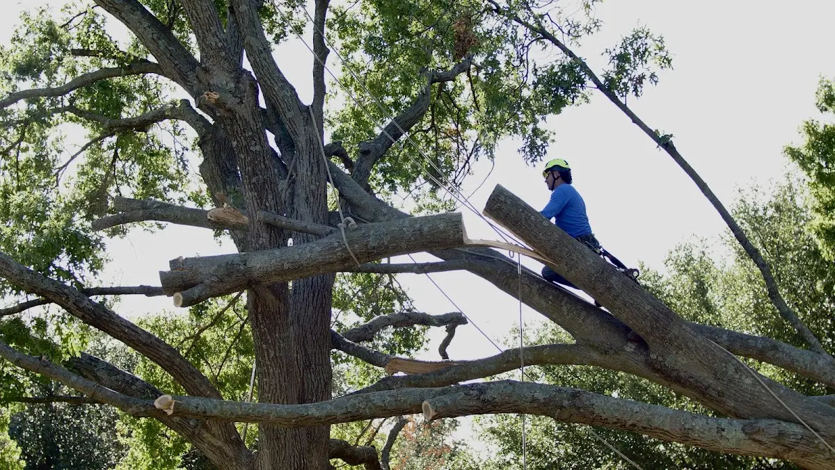 Professional Crown Thinning performed by certified arborists in Hoisington