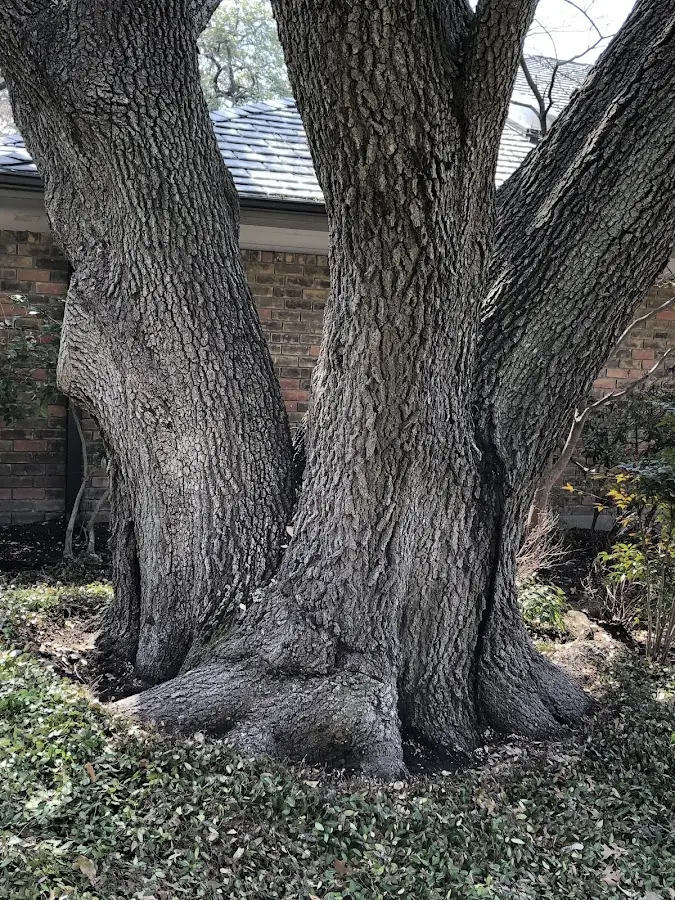Mature heritage tree close to a Hoisington property cared for by certified arborists