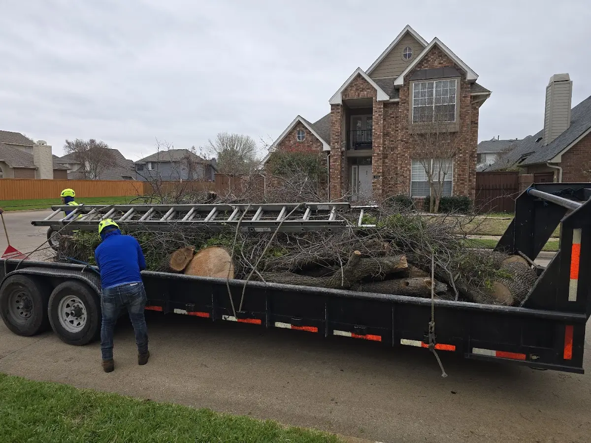 Expert Deadwooding with proper safety equipment in Hoisington
